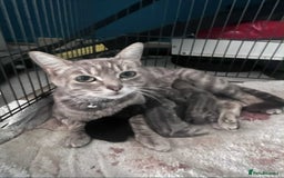 Mixed Breed cats for sale: Kittens for sale - Image 1