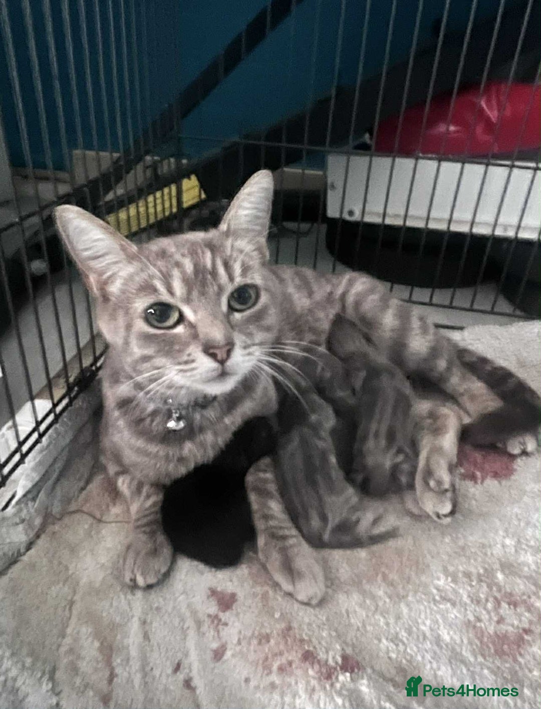 Mixed Breed cats for sale: Kittens for sale - Image 1