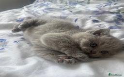 British Shorthair cats for sale: British short hair  - Image 3