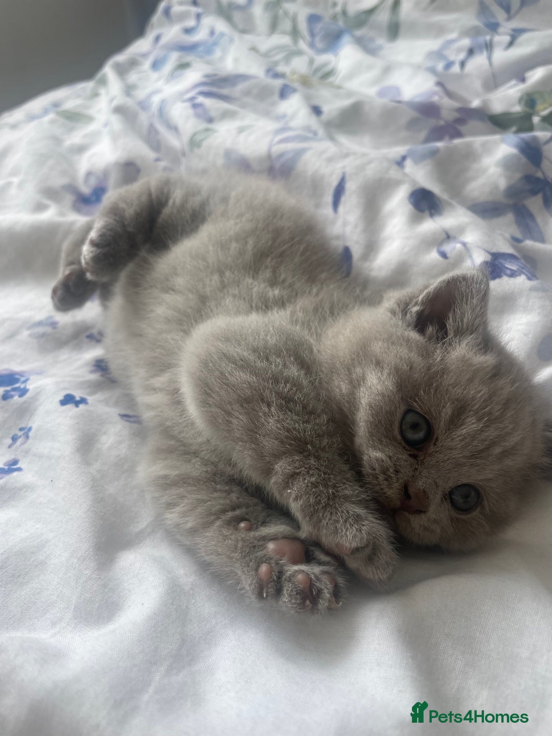 British Shorthair cats for sale: British short hair  - Image 3