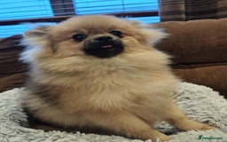 Pomeranian dogs for sale: Pom puppys with Kc reg , pedigree for sale - Image 11
