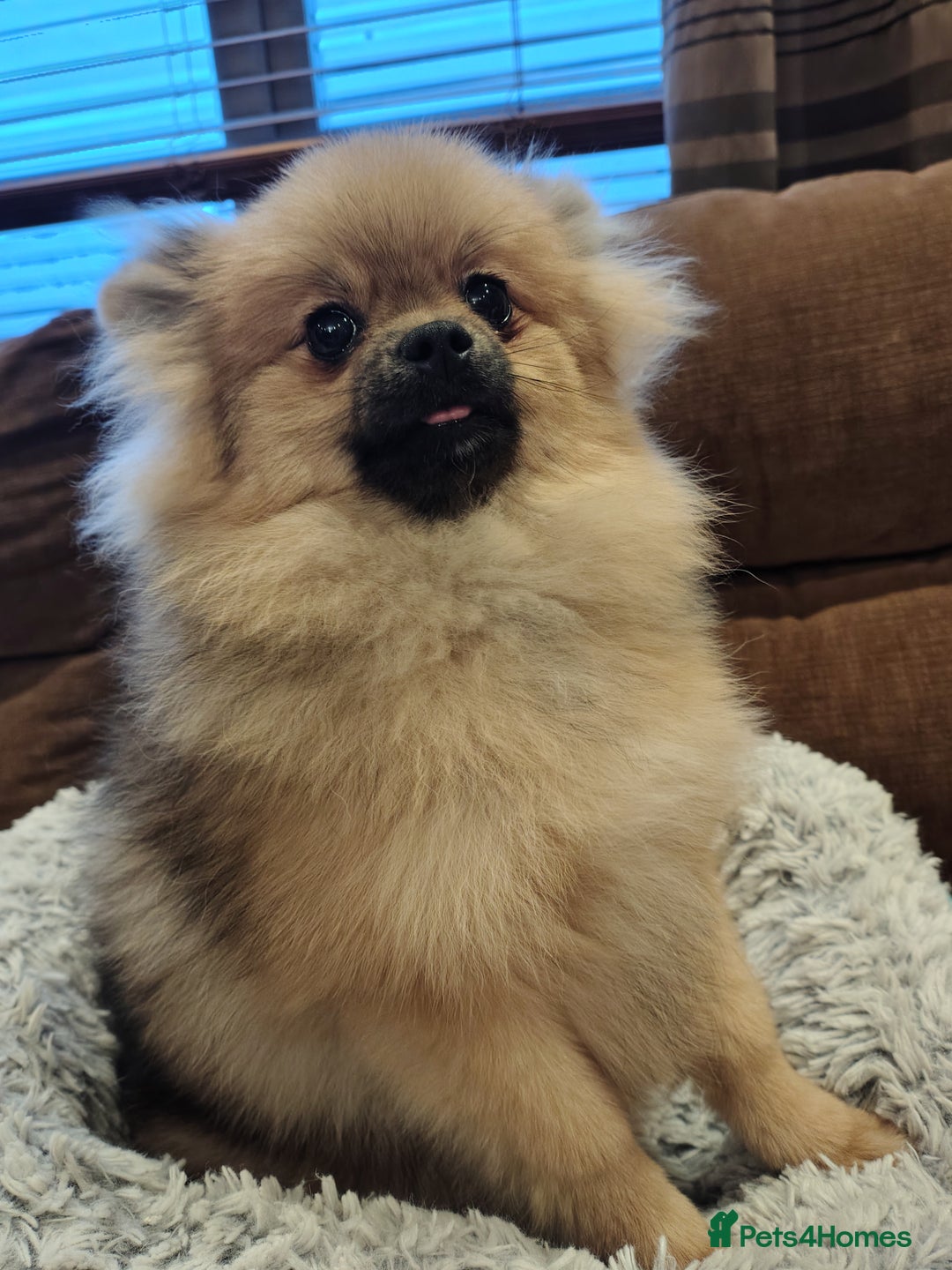 Pomeranian dogs for sale: Pom puppys with Kc reg , pedigree for sale - Image 11