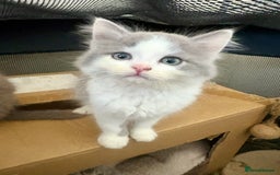 Exotic cats for sale: Exotic X Silver Tabby Fur Babies - Image 23