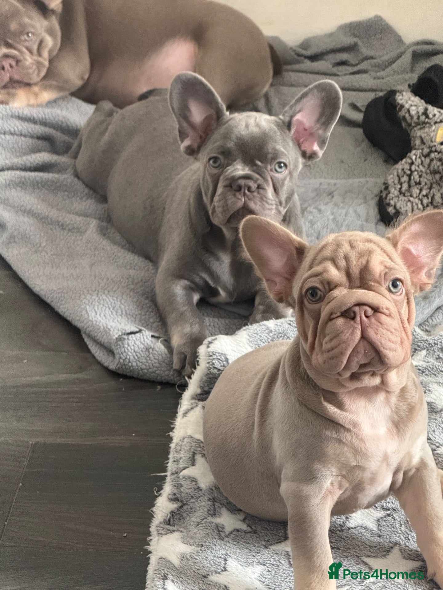 French Bulldog dogs Ready to go! Top quality French bulldogs  - Advert 4