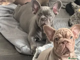 French Bulldog dogs Ready to go! Top quality French bulldogs - Advert 7