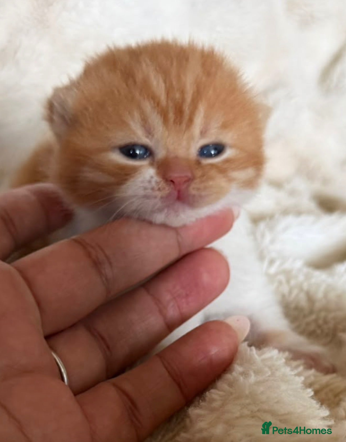 British Shorthair cats Exceptional quality British shorthair kittens  - Advert 1
