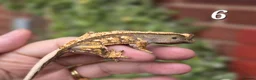 Gecko reptiles for sale: Various crested geckos - Advert 11
