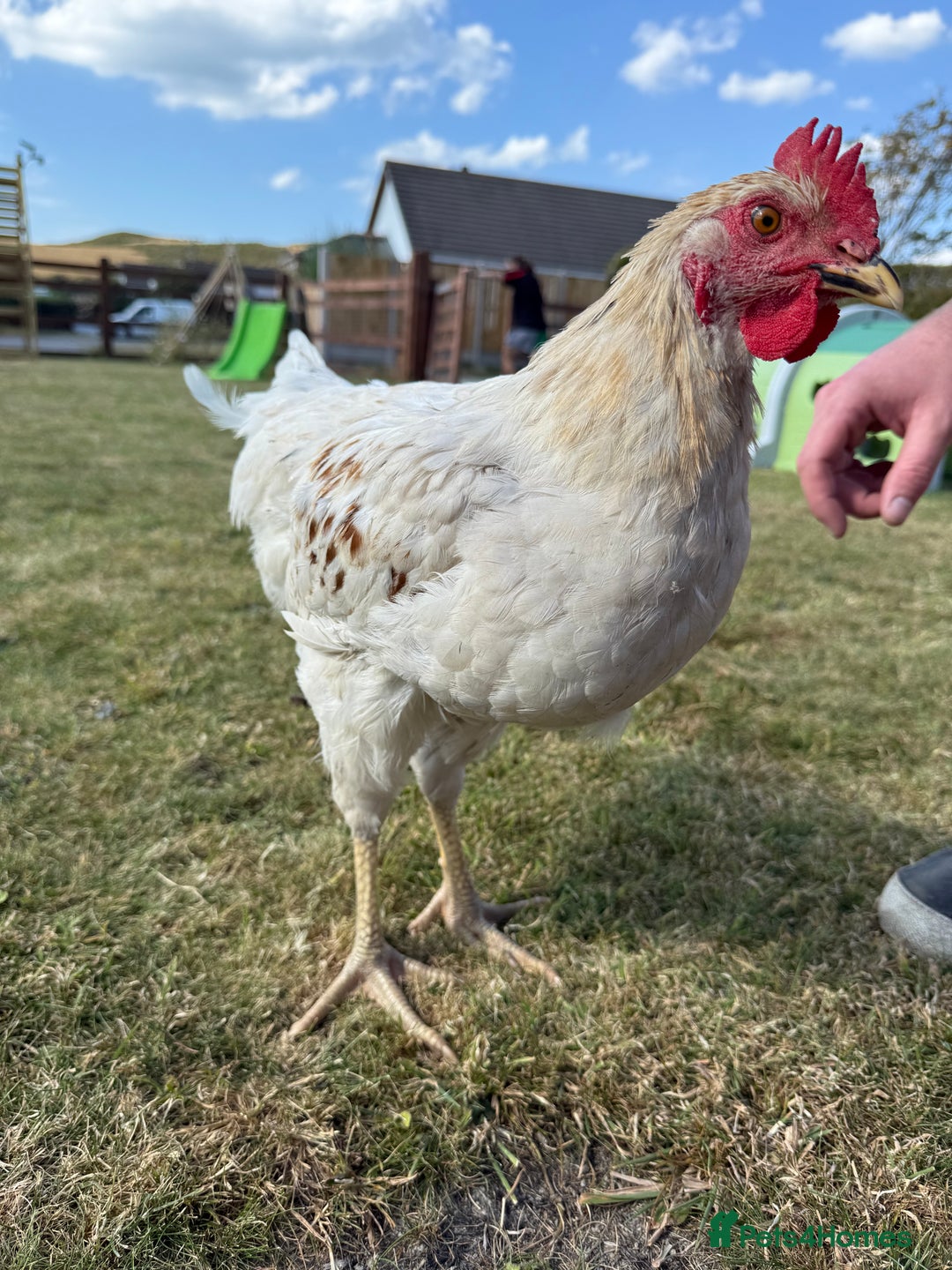 Chickens poultry for sale: 2 x Cockerels for sale - Image 2