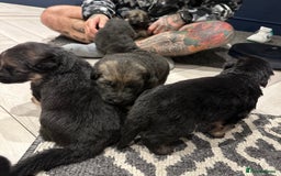 German Shepherd dogs for sale: Beautiful purebred German shepherd puppies - Image 20