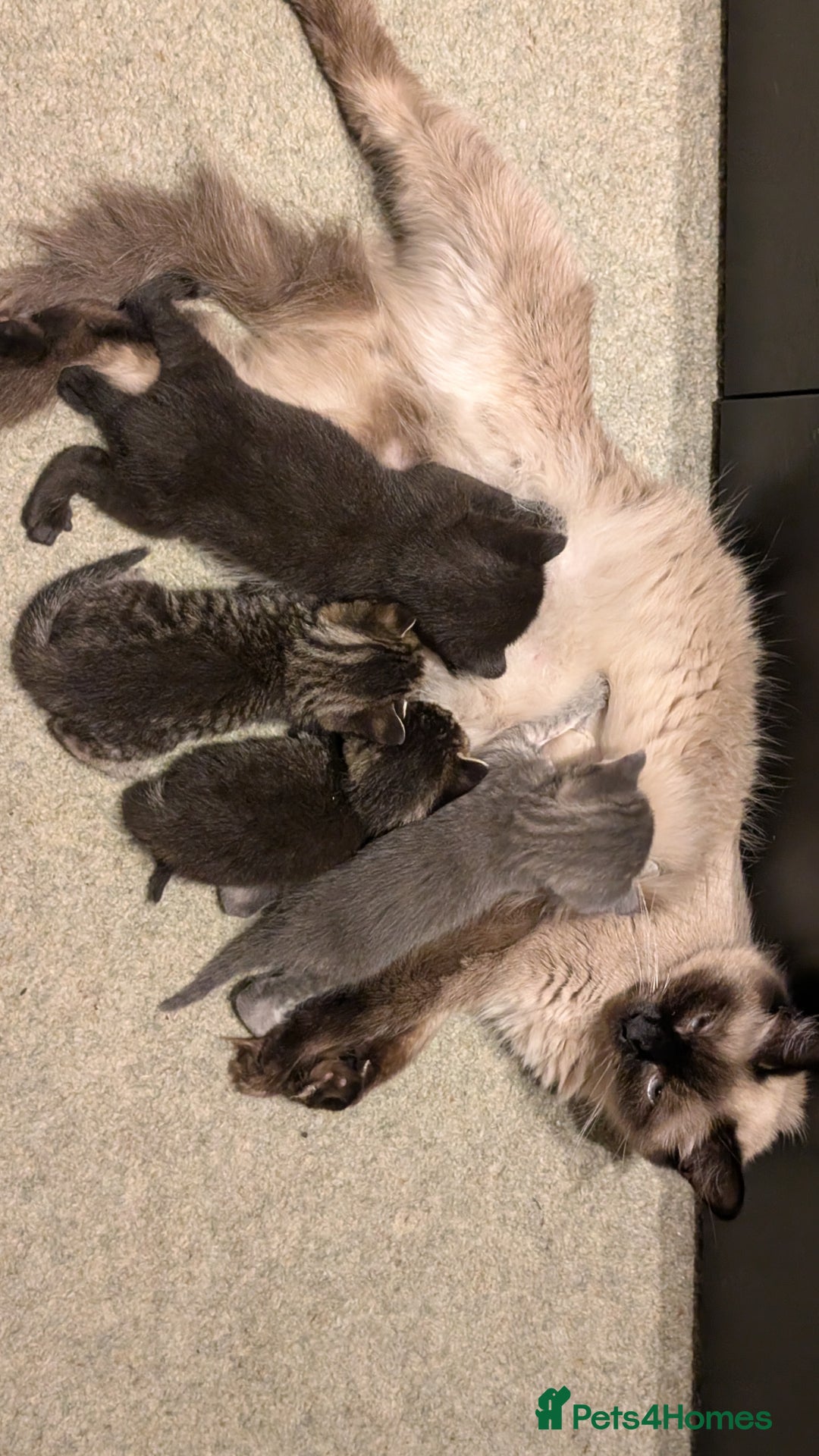 Mixed Breed cats for sale: Adorable Kittens Looking for Loving Homes! - Image 16