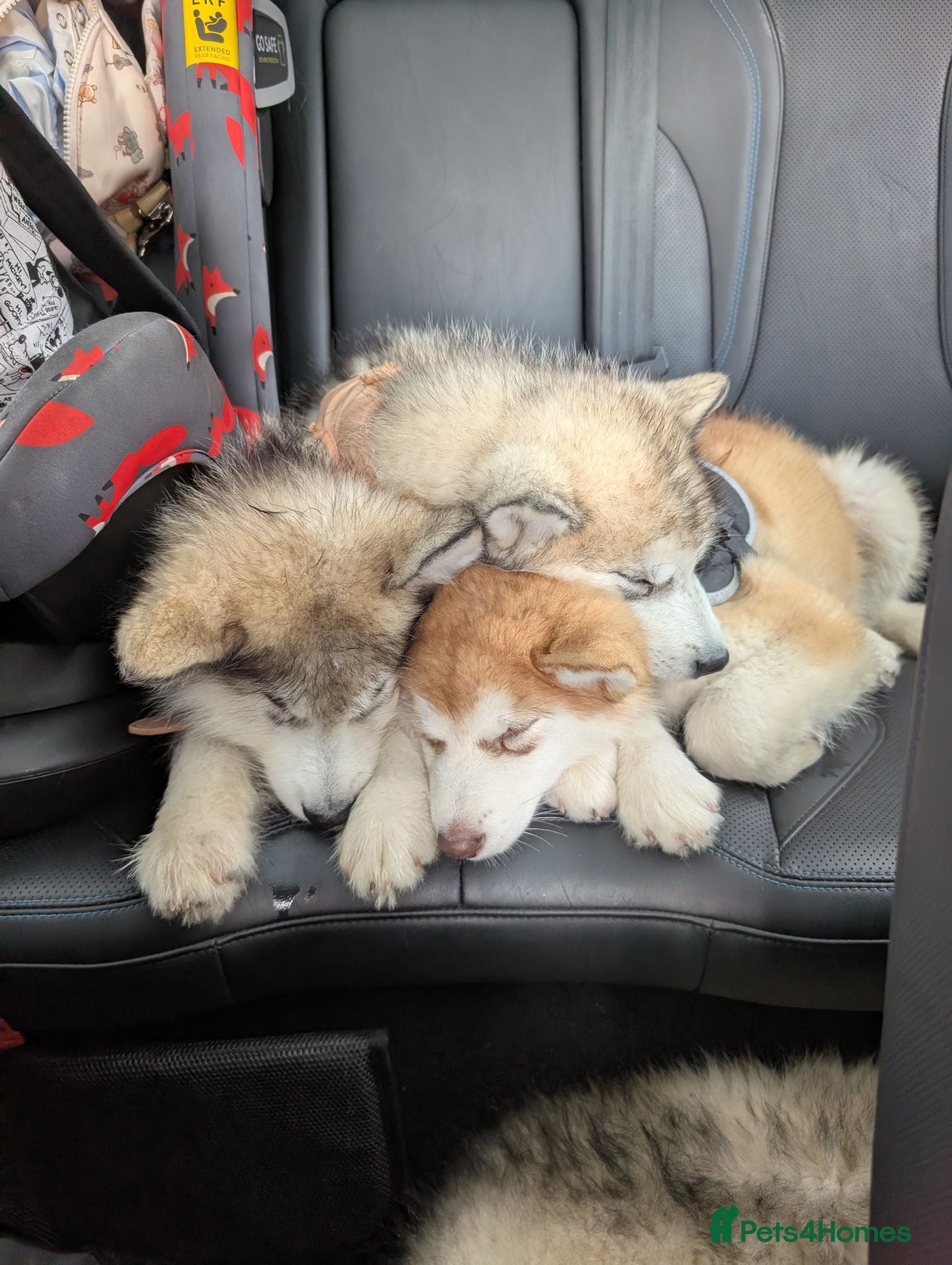 Alaskan Malamute dogs 2 Male Champ KC Reg Alaskan Malamute Puppies - Advert 1