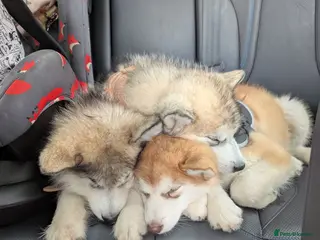 Alaskan Malamute dogs 2 Male Champ KC Reg Alaskan Malamute Puppies - Advert 9