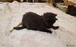 Maine Coon cats for sale: Beautiful Mainecoon X  9 kittens  - Image 34
