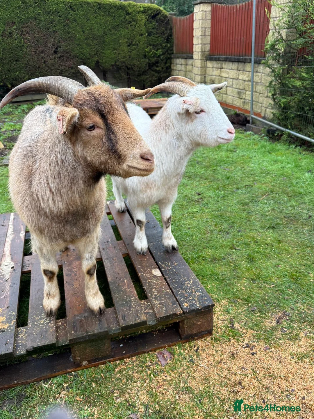 Goats livestock for sale: Sanaan cross Pygmy  in Mansfield - Advert 3