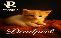 Norwegian Forest Cat cats for sale: 5 beautiful friendly boys - Image 2