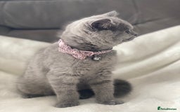 British Shorthair cats for sale: Beautiful  bsh gccf girl (champion breed lines) in Swanley - Image 13