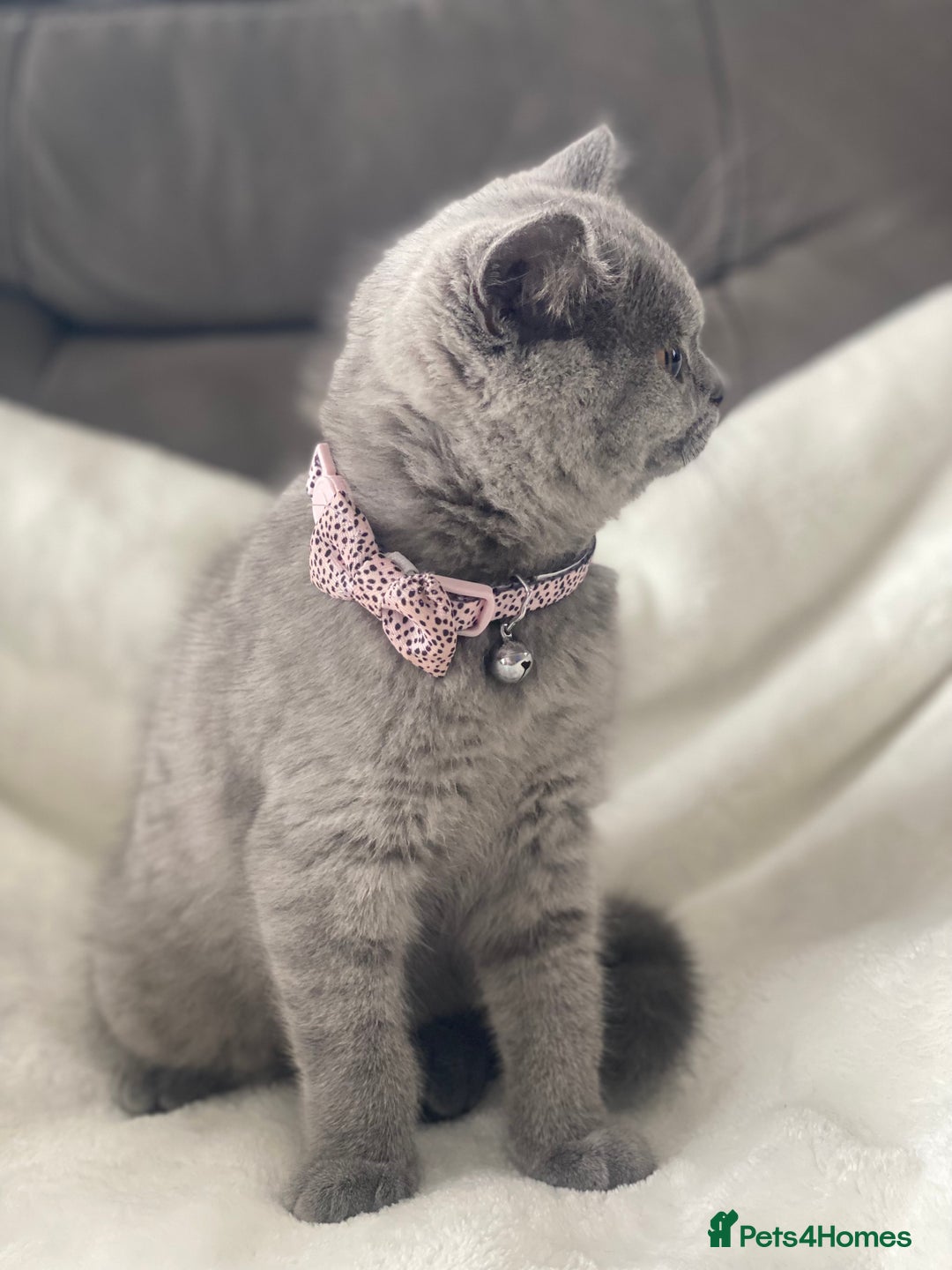 British Shorthair cats for sale: Beautiful  bsh gccf girl (champion breed lines) in Swanley - Image 13