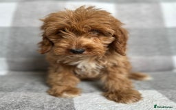 Cockapoo dogs for sale: Beautiful cockapoos looking for forever homes  - Image 20