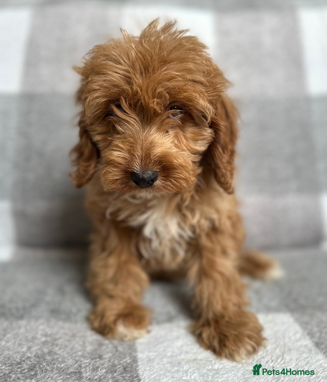 Cockapoo dogs for sale: Beautiful cockapoos looking for forever homes  - Image 20