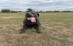 Cane Corso dogs for stud: Cane Corso Stud Tre Cani 🇷🇸 x Kyza Soza 🩸 - Image 3