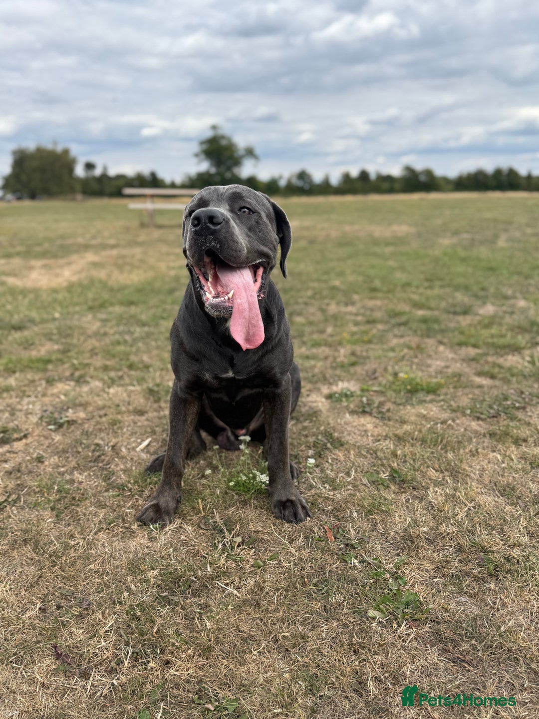 Cane Corso dogs for stud: Cane Corso Stud Tre Cani 🇷🇸 x Kyza Soza 🩸 - Image 3