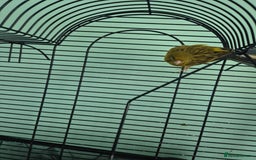 Canaries birds for sale: Pair of canaries male and female  - Image 2
