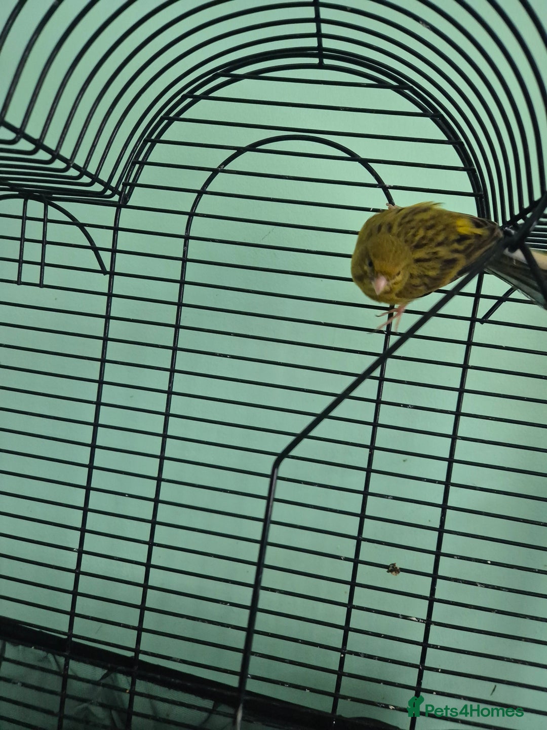 Canaries birds for sale: Pair of canaries male and female  - Image 2