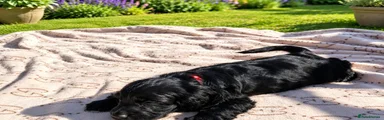 Cocker Spaniel 2