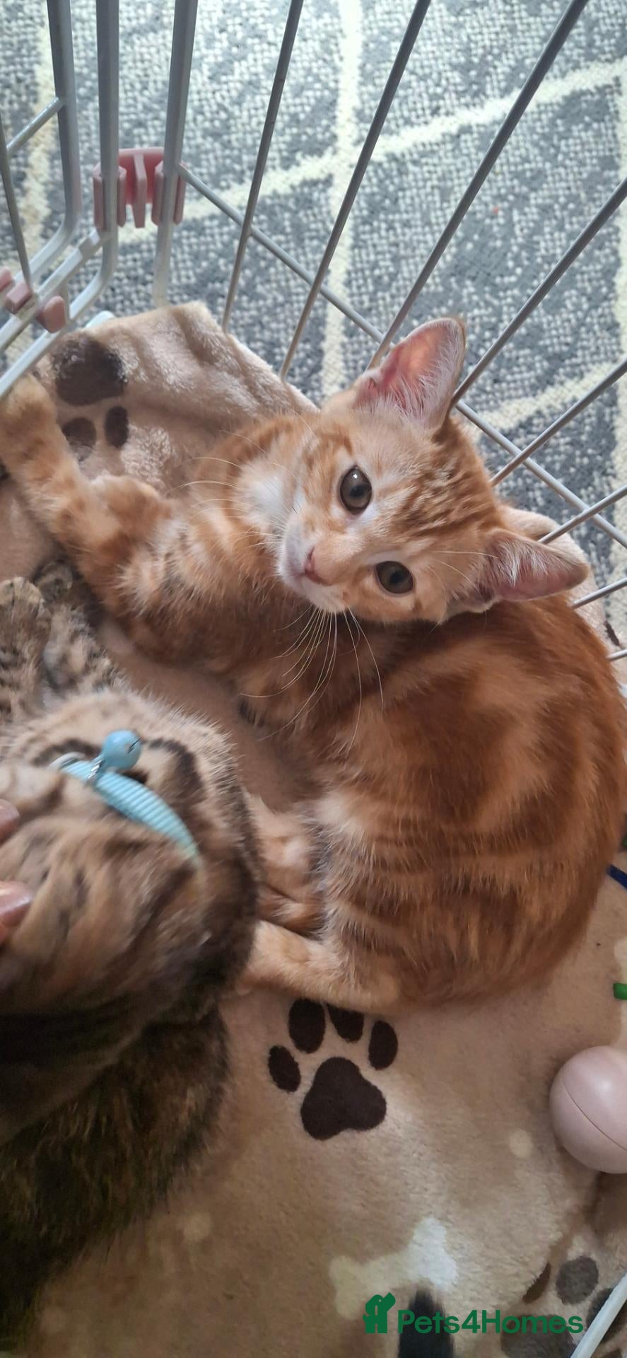 Mixed Breed cats Part Bengal Kittens - Advert 16