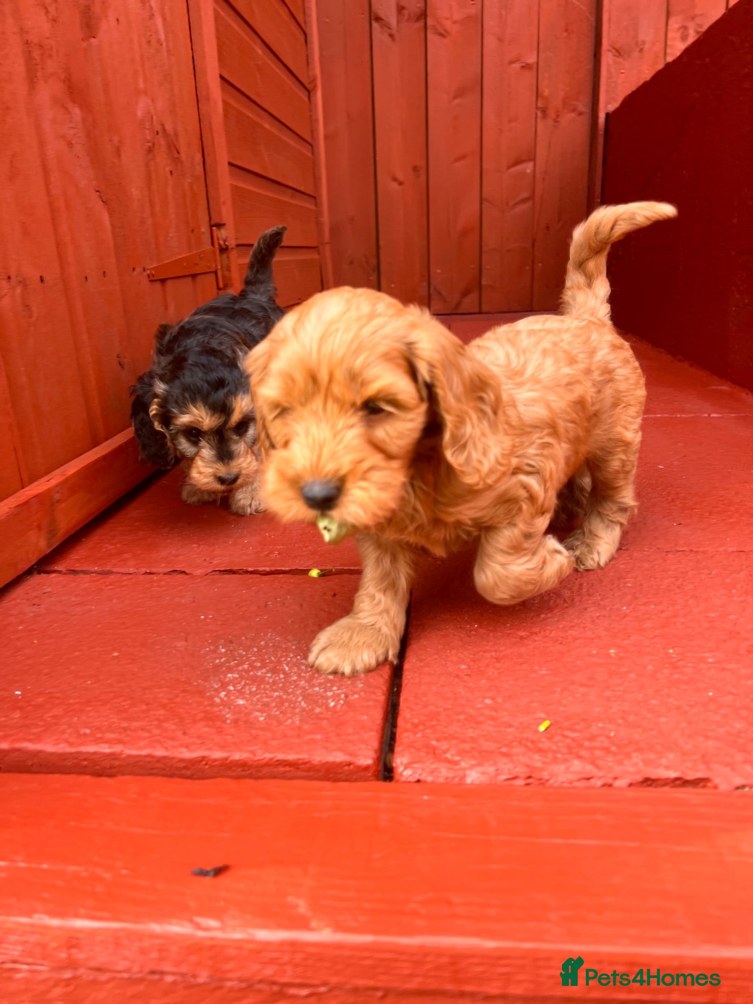 Cockapoo dogs F1 cockapoo only one boy available  - Advert 1