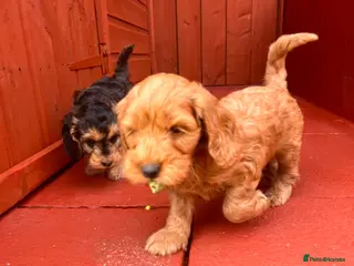 Cockapoo dogs F1 cockapoo only one boy available - Advert 1