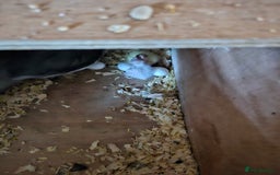 Cockatiels birds for sale: Hand tame cockatiel chicks  - Image 14