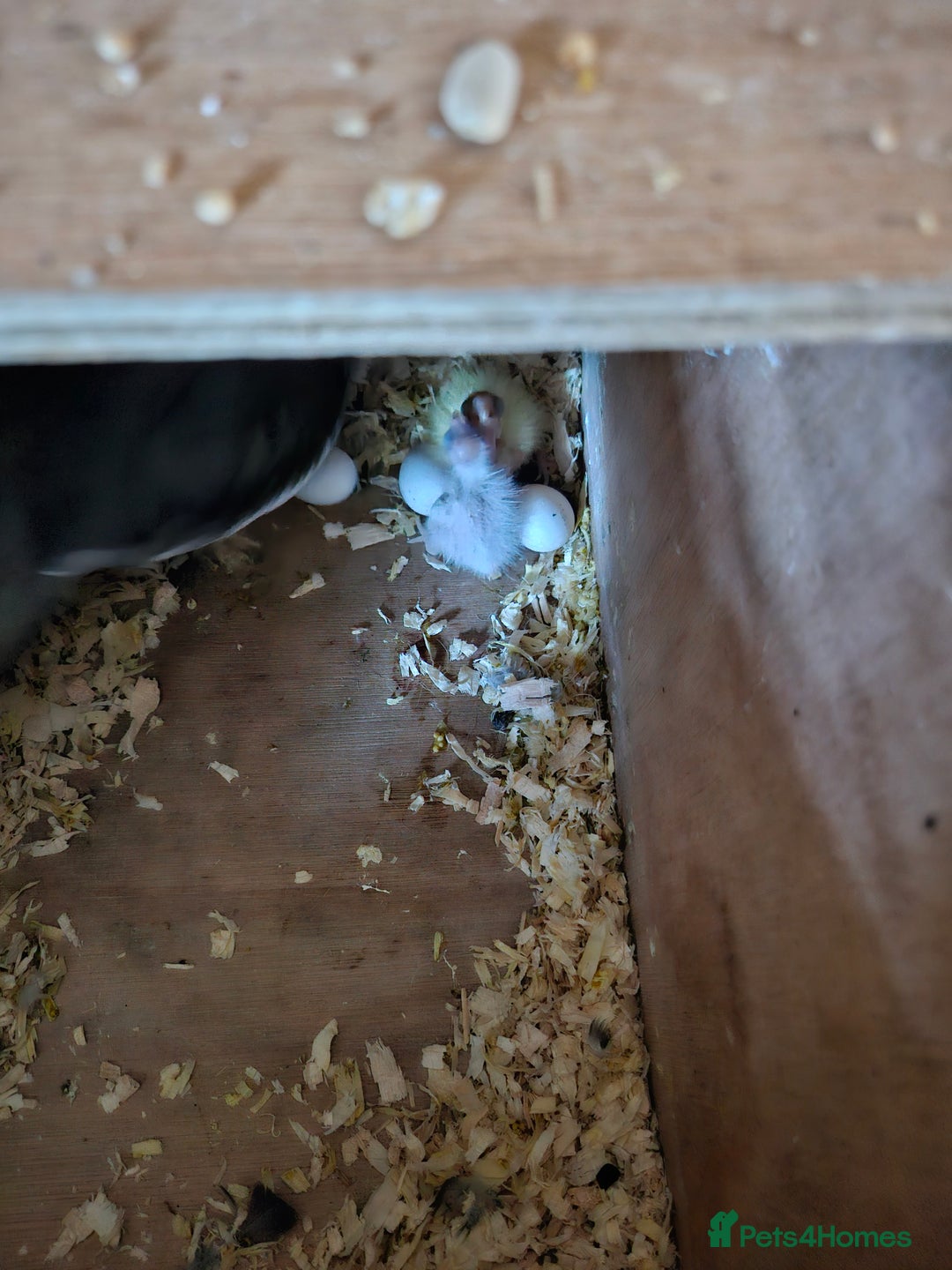 Cockatiels birds for sale: Hand tame cockatiel chicks  - Image 14