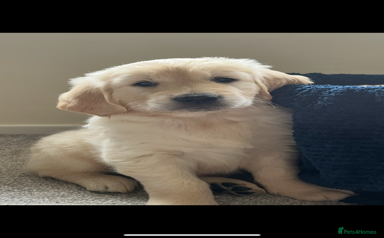 Golden Retriever dogs - Advert 7