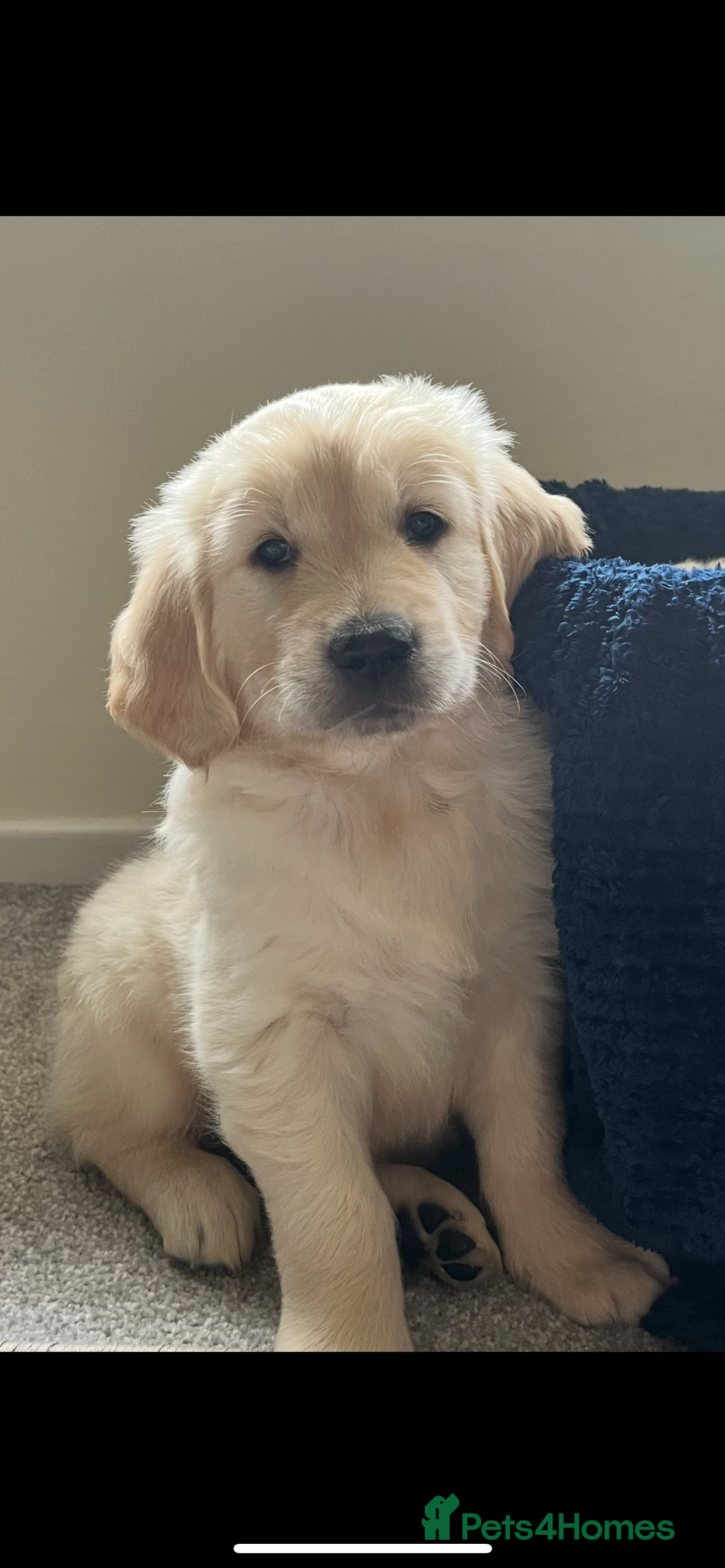 Golden Retriever dogs for sale: Golden retriever puppies🥰 - Image 1