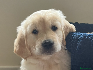 Golden Retriever dogs - Advert 8