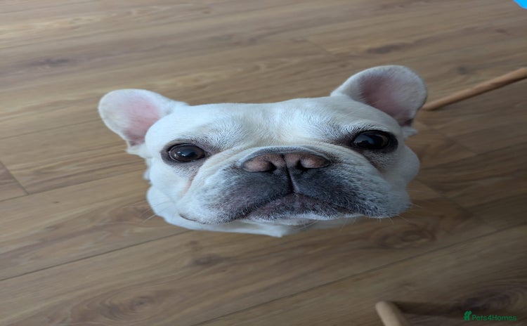 French Bulldog dogs - Advert 4
