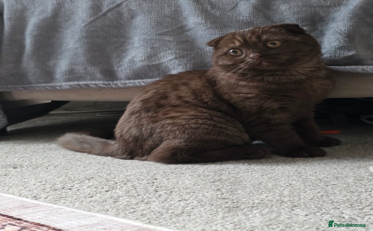 Scottish Fold cats - Advert 5