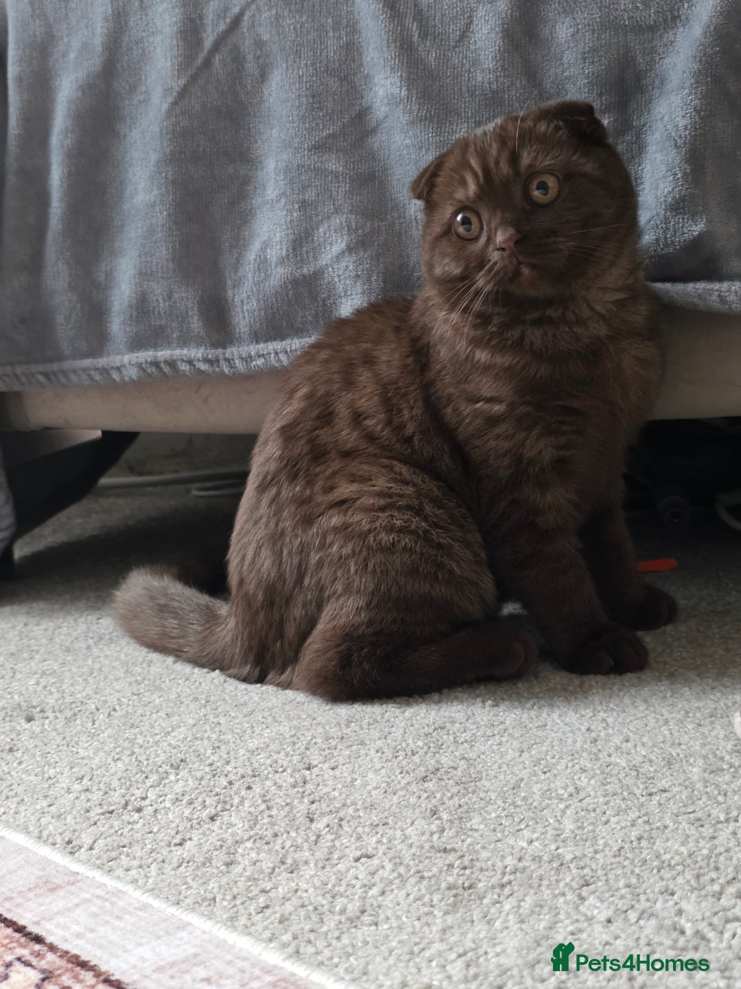 Scottish Fold cats for sale: Beautiful brown scottish fold - Image 1