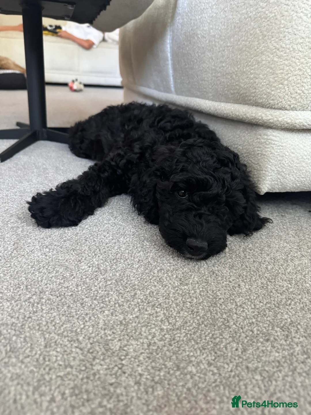 Cockapoo dogs for sale: Cockapoo Puppies - Cheshire - Advert 2