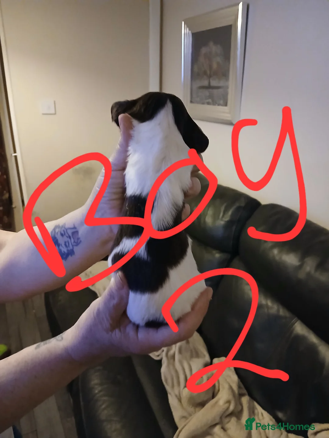 English Springer Spaniel dogs for sale: Springer spaniel  - Advert 12