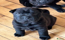 Shar Pei dogs for sale: 2 females 3 males Shar pei pups - Image 5