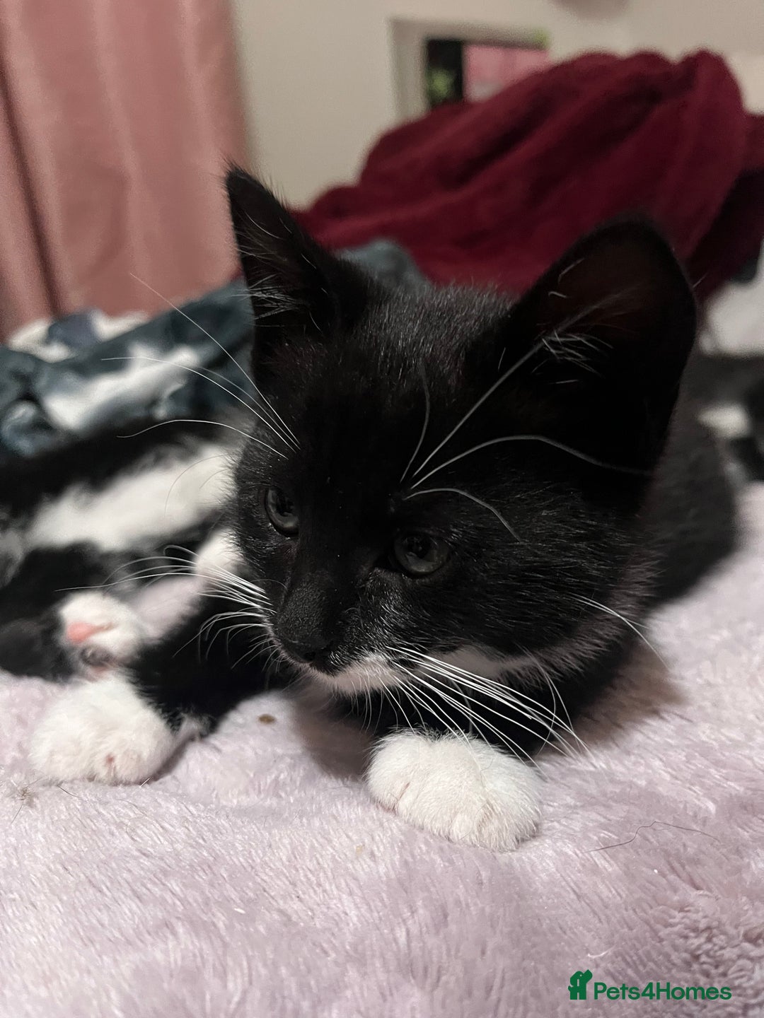 Mixed Breed cats for sale: 2 KITTENS 1 MALE 1 FEMALE  - Advert 5