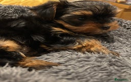 Yorkshire Terrier dogs for sale: Adorable Mini Yorkshire Terrier Puppy 🐾 - Image 6
