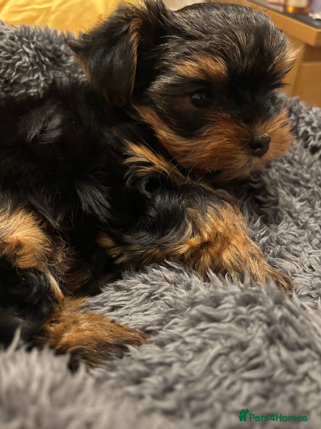 Yorkshire Terrier dogs for sale: Adorable Mini Yorkshire Terrier Puppy 🐾 - Image 6