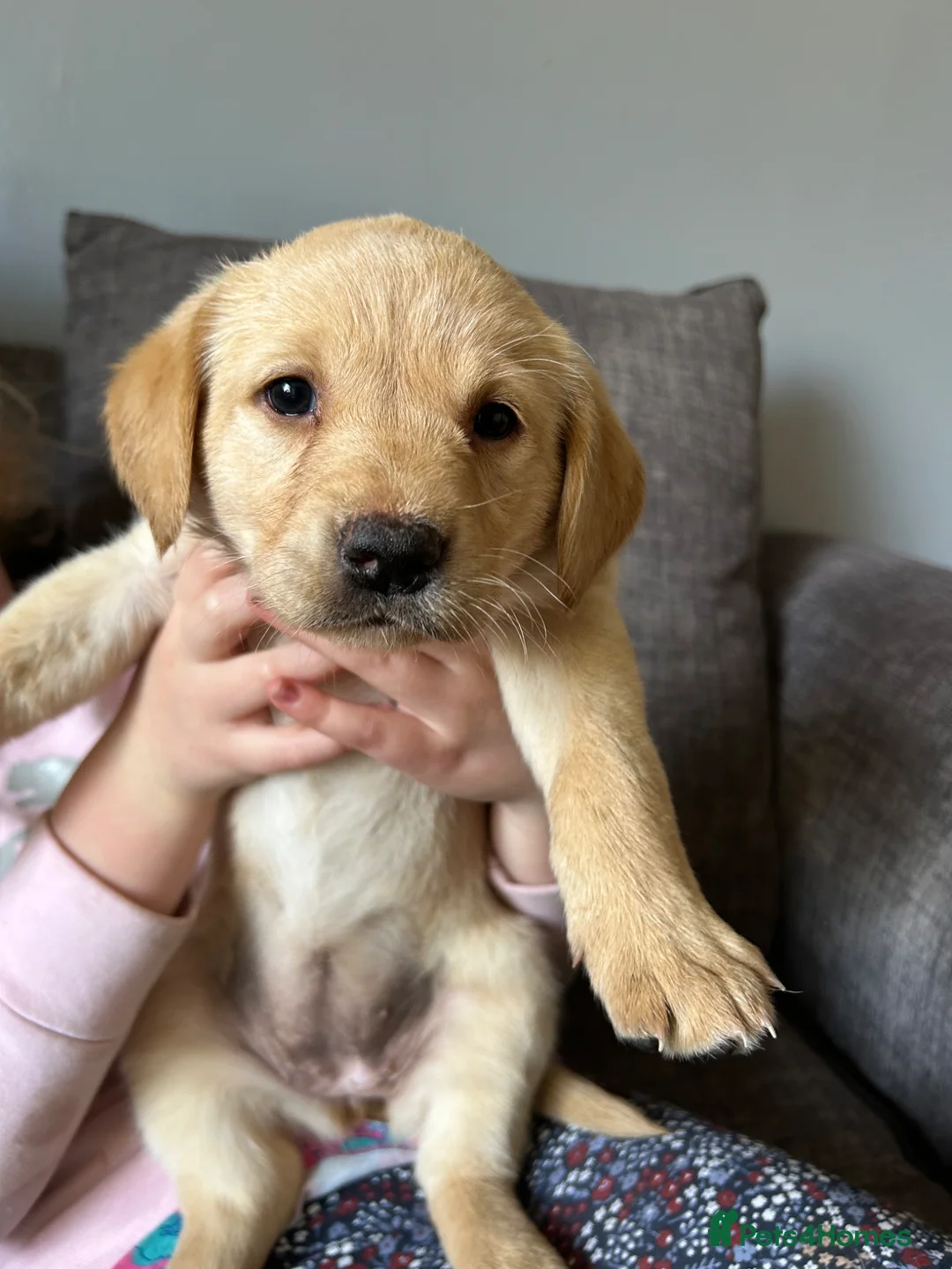 Labrador Retriever dogs for sale: Beautiful Labrador retriever puppies  in Holmfirth - Advert 2
