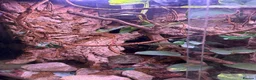 Rat Snake reptiles for sale: Russian rat snake complete with bio-active viv in Coalville - Advert 6