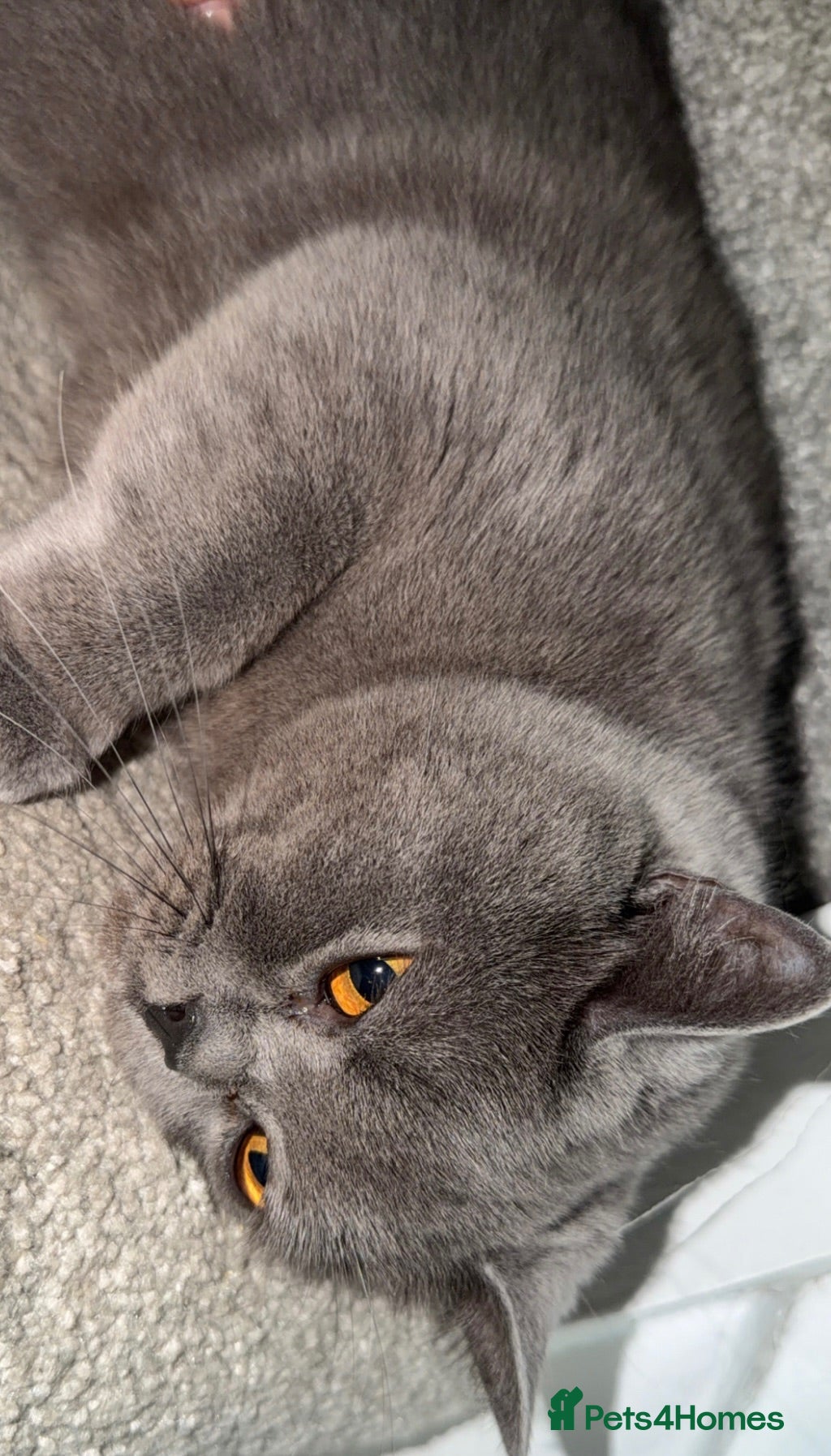 British Shorthair cats Lilac British short hair  - Advert 3