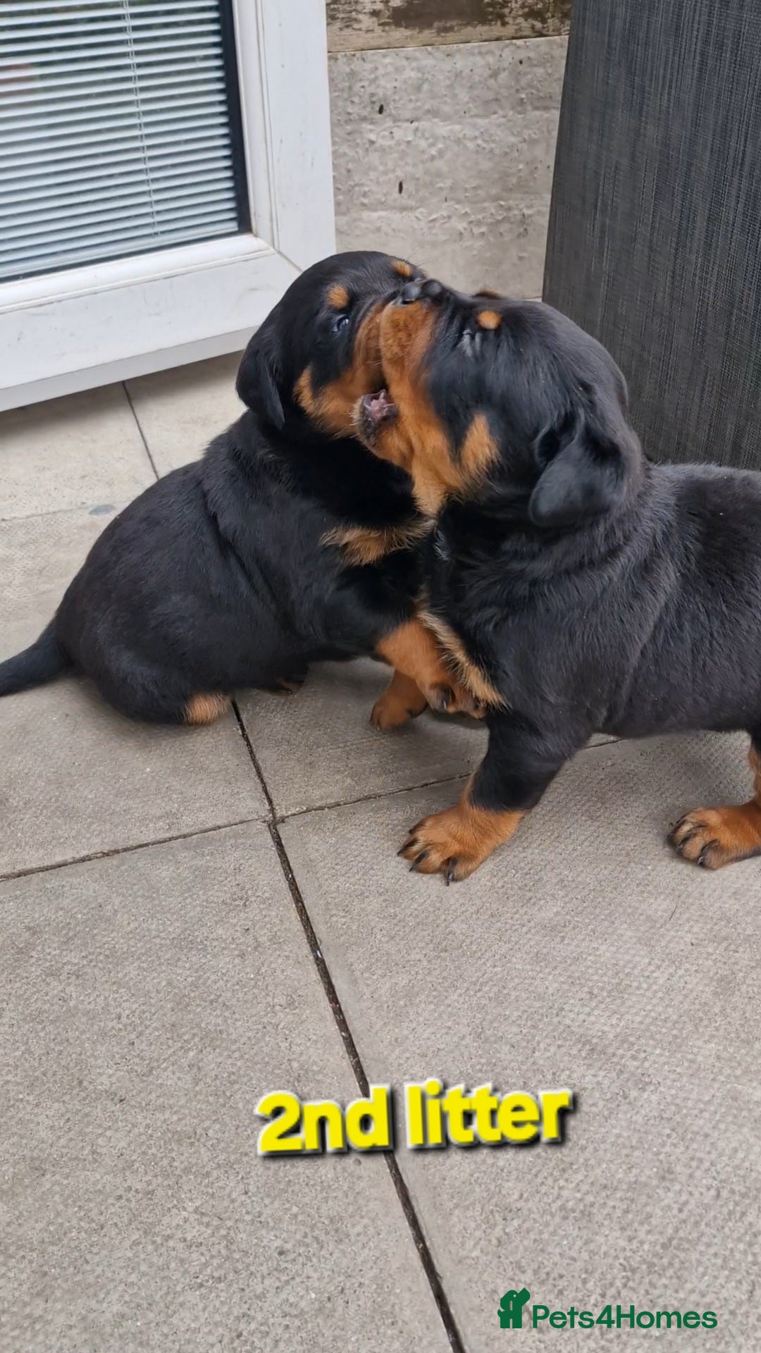 Rottweiler dogs for sale: (KC) REX & DELLAS FINAL LITTER OF QUALITY PUPS - Image 35