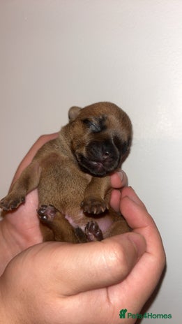 Staffordshire Bull Terrier dogs - Advert 4